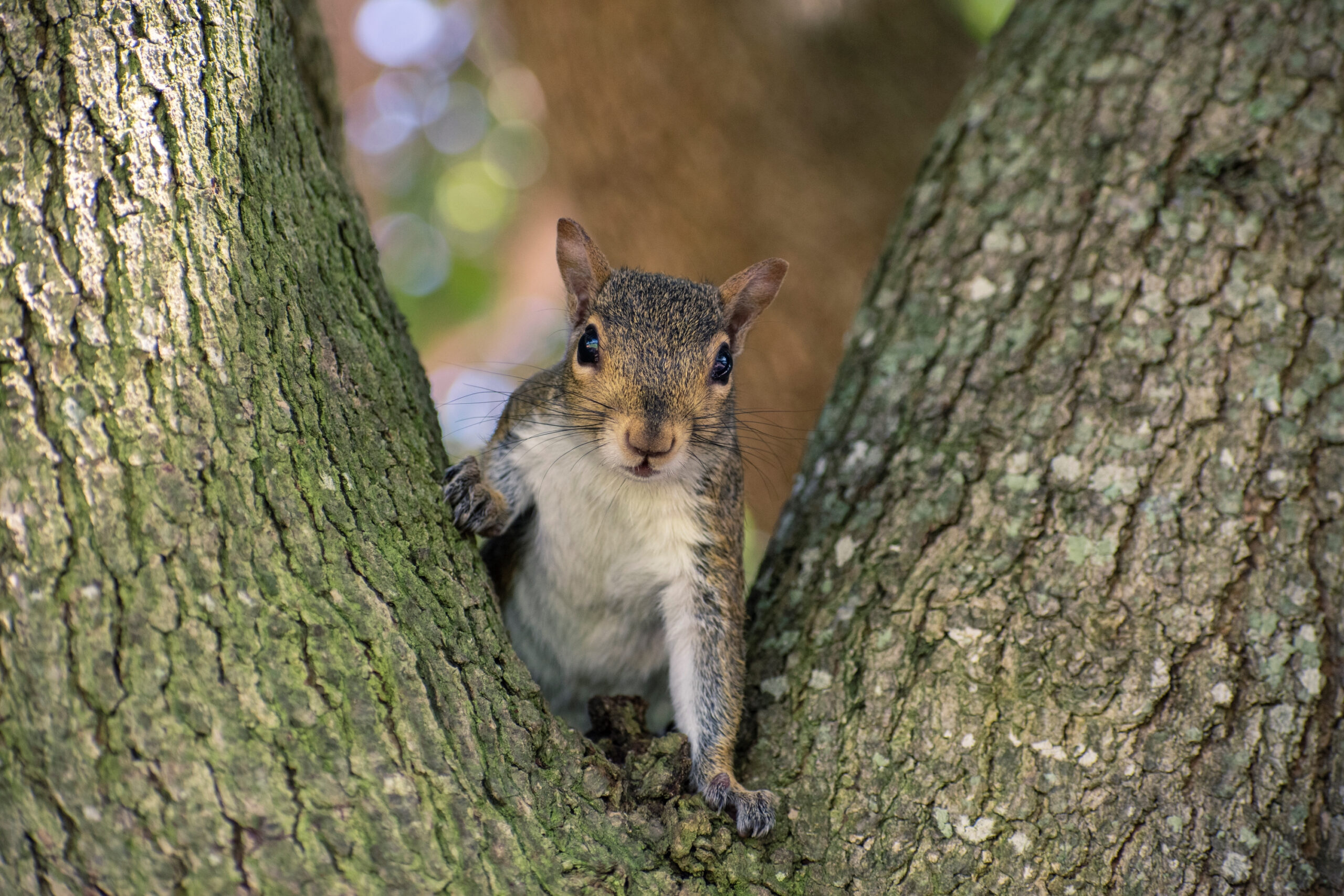 Dead squirrels turning up in Lawrence yards could be caused by poisons